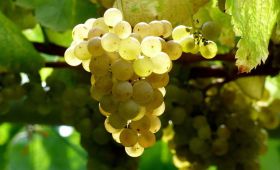 Albariño wine: the most famous grapes of Galicia